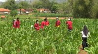 Pelaksanaan sekolah lapang DBHCHT di Kecamatan Guluk-Guluk.