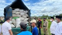 Proses penyerapan gabah petani disaksikan langsung oleh Bupati Fauzi.