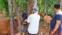 Vaksinasi sapi serentak oleh DKPP Kabupaten Sumenep.