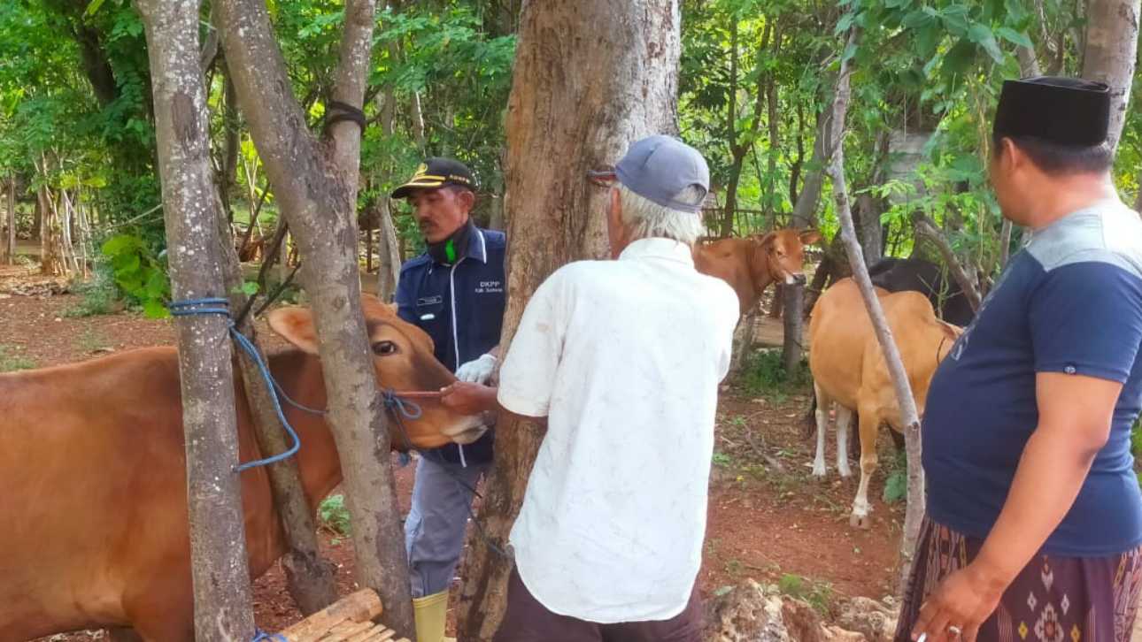Vaksinasi sapi serentak oleh DKPP Kabupaten Sumenep.