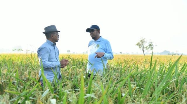 Bupati Fauzi saat meninjau uji coba padi varietas HMS 700 di Desa Parsanga, Kecamatan Kota Sumenep.