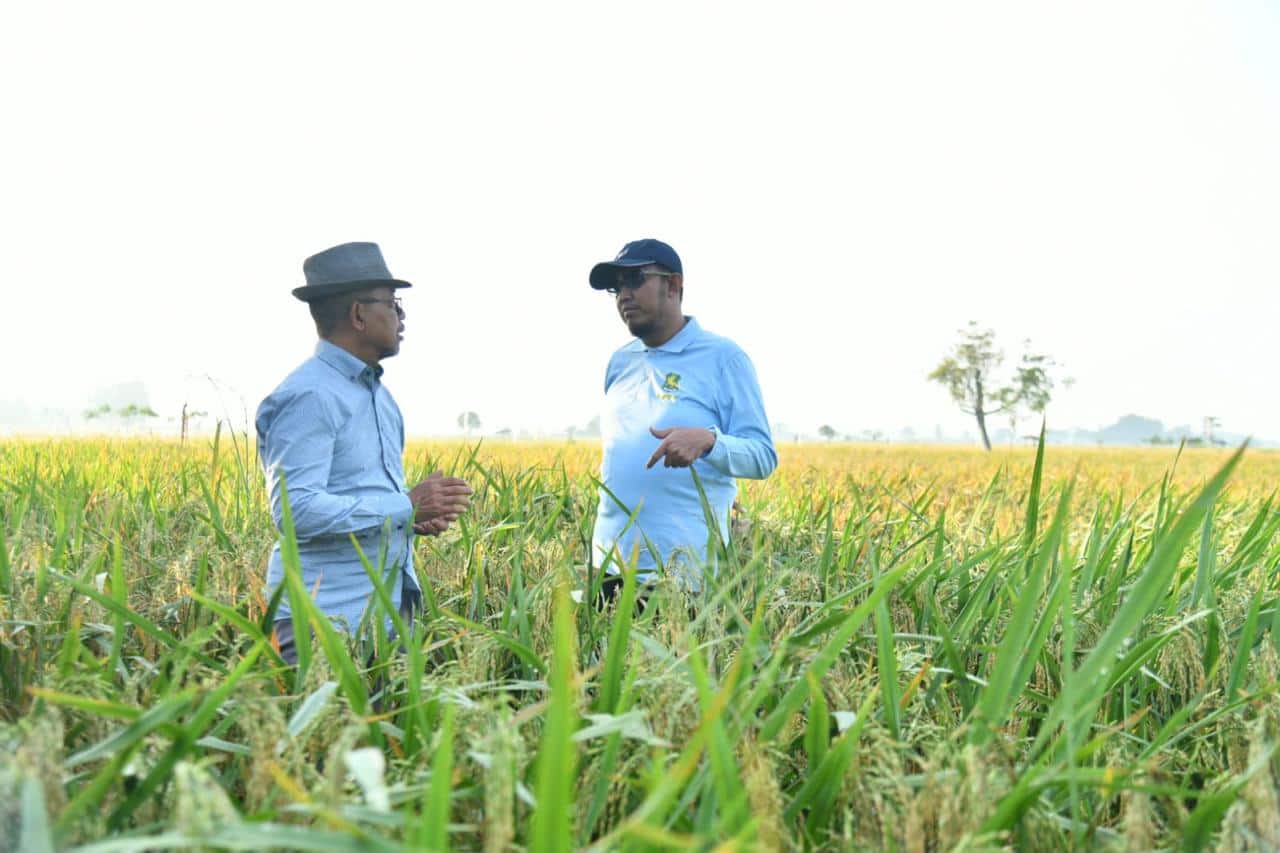 Bupati Fauzi saat meninjau uji coba padi varietas HMS 700 di Desa Parsanga, Kecamatan Kota Sumenep.