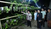 Wakil Bupati Sumenep, KH Imam Hasyim didampingi warga RT 002/RW 007 Desa Kolor, saat panen perdana Kampoeng Cabe.